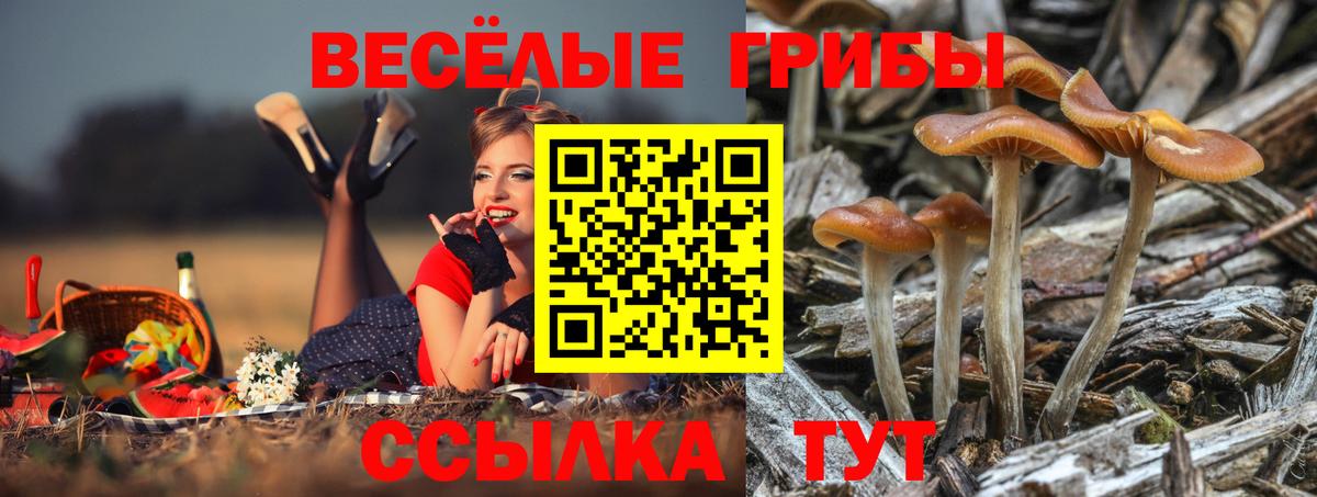 Псилоцибиновые грибы Psilocybe Сертолово